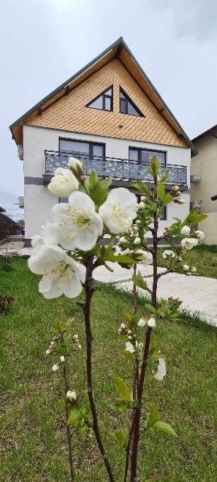 Casuta Noastra - Sulina Hotel Екстериор снимка